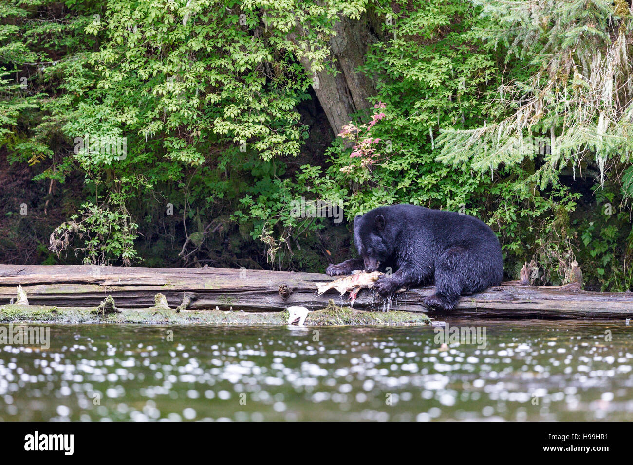 A coastal Black Bear alimentazione su un Salmone Chum appena catturati dal fiume, Tongass National Forest, a sud-est di Alaska Foto Stock