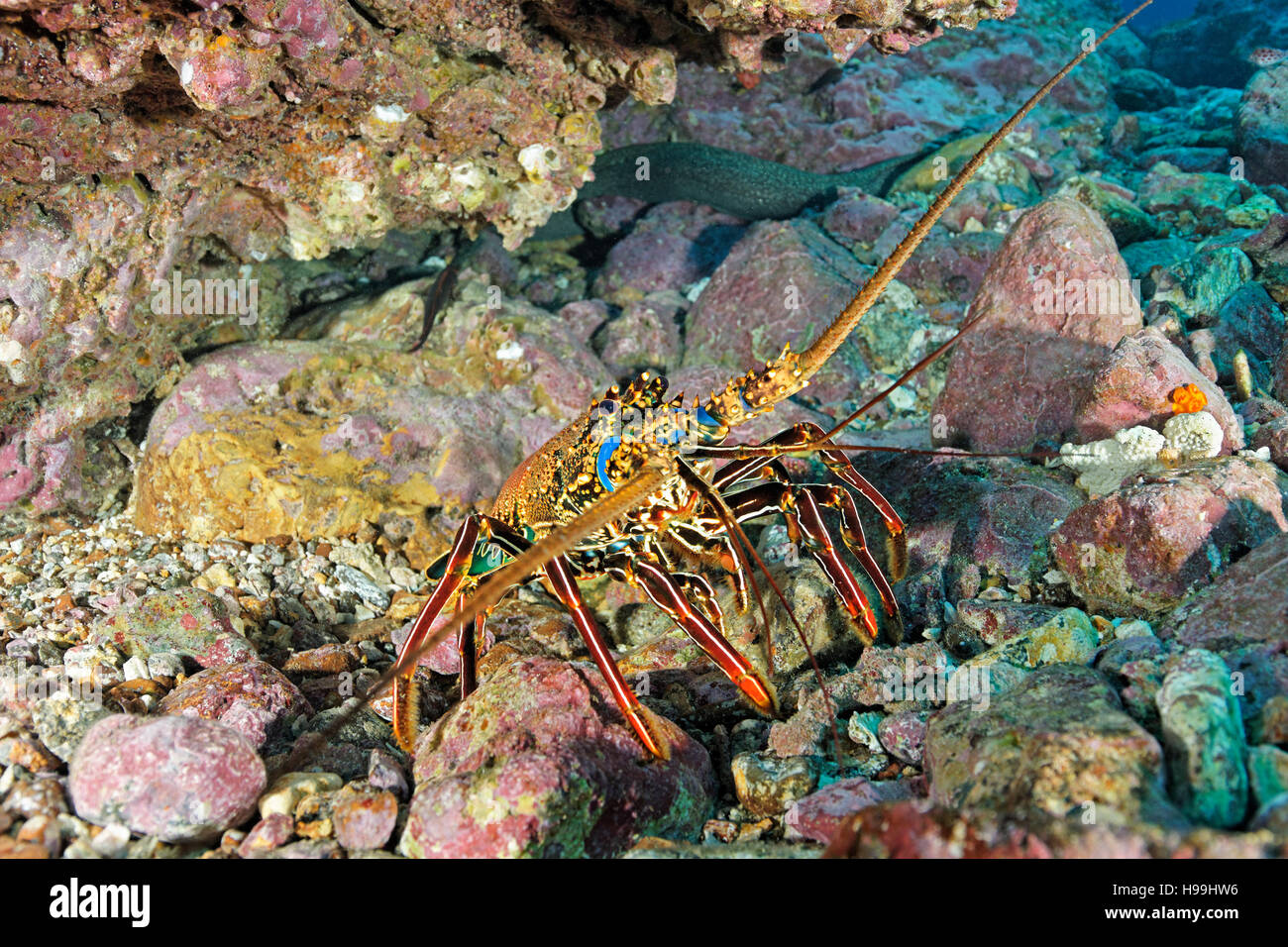 Brown aragosta, l'isola di Malpelo, Colombia, Oriente Oceano Pacifico Foto Stock