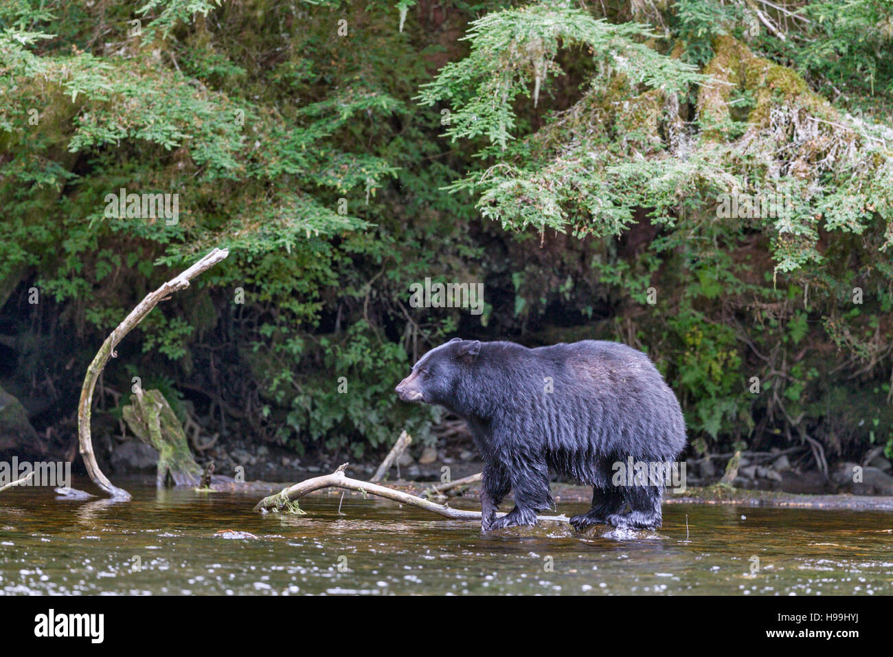 Black Bear pesca stagionale per il salmone abbondanti in estate lungo un fiume, Tongass National Forest, a sud-est di Alaska Foto Stock