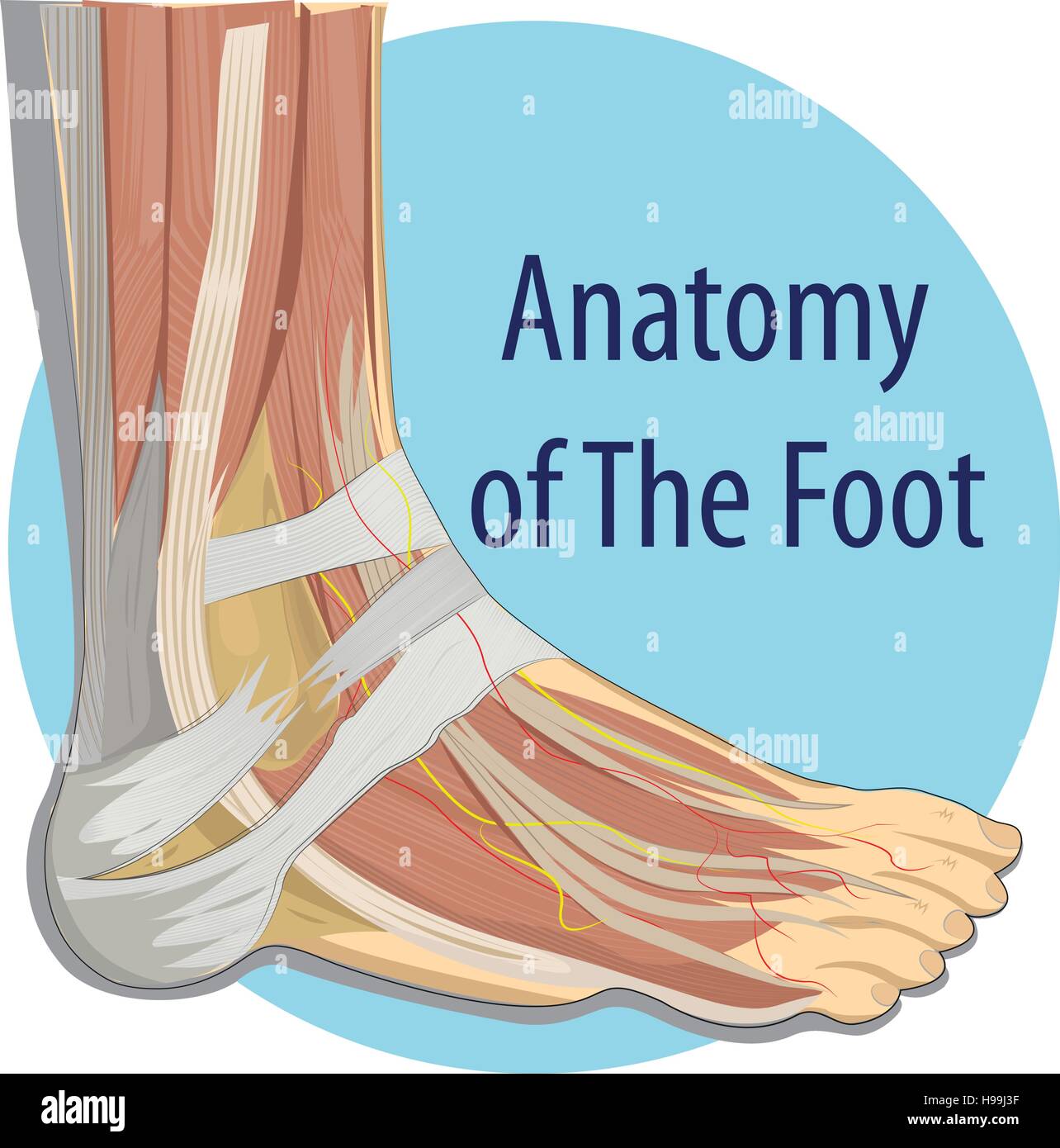 Illustrazione Vettoriale anatomia del piede Illustrazione Vettoriale