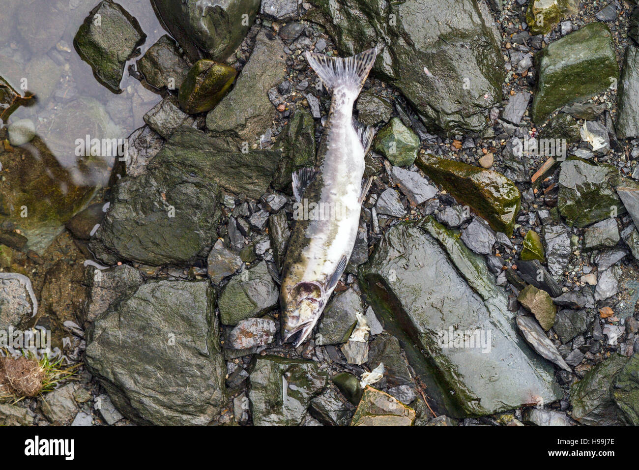 Ha deposto le uova di salmone del Pacifico fornire oceaniche ricchi di nutrienti per le acque costiere e ecosistemi di foresta pluviale nelle zone costiere Alaska Foto Stock