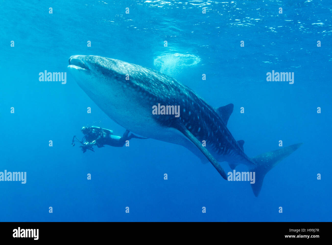 Squalo Balena con scuba diver, fotografo subacqueo, l'isola di Malpelo, Colombia, Oriente Oceano Pacifico Foto Stock