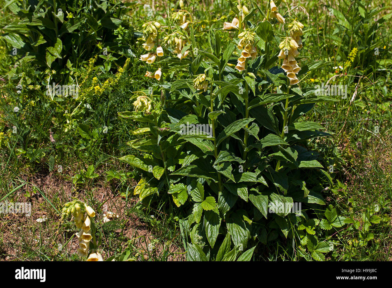 Grande giallo foxglove Digitalis grandiflora sulla banca stradale Route des Mercier Les Mercier Vercors Parco Naturale Regionale del Vercors Francia Foto Stock