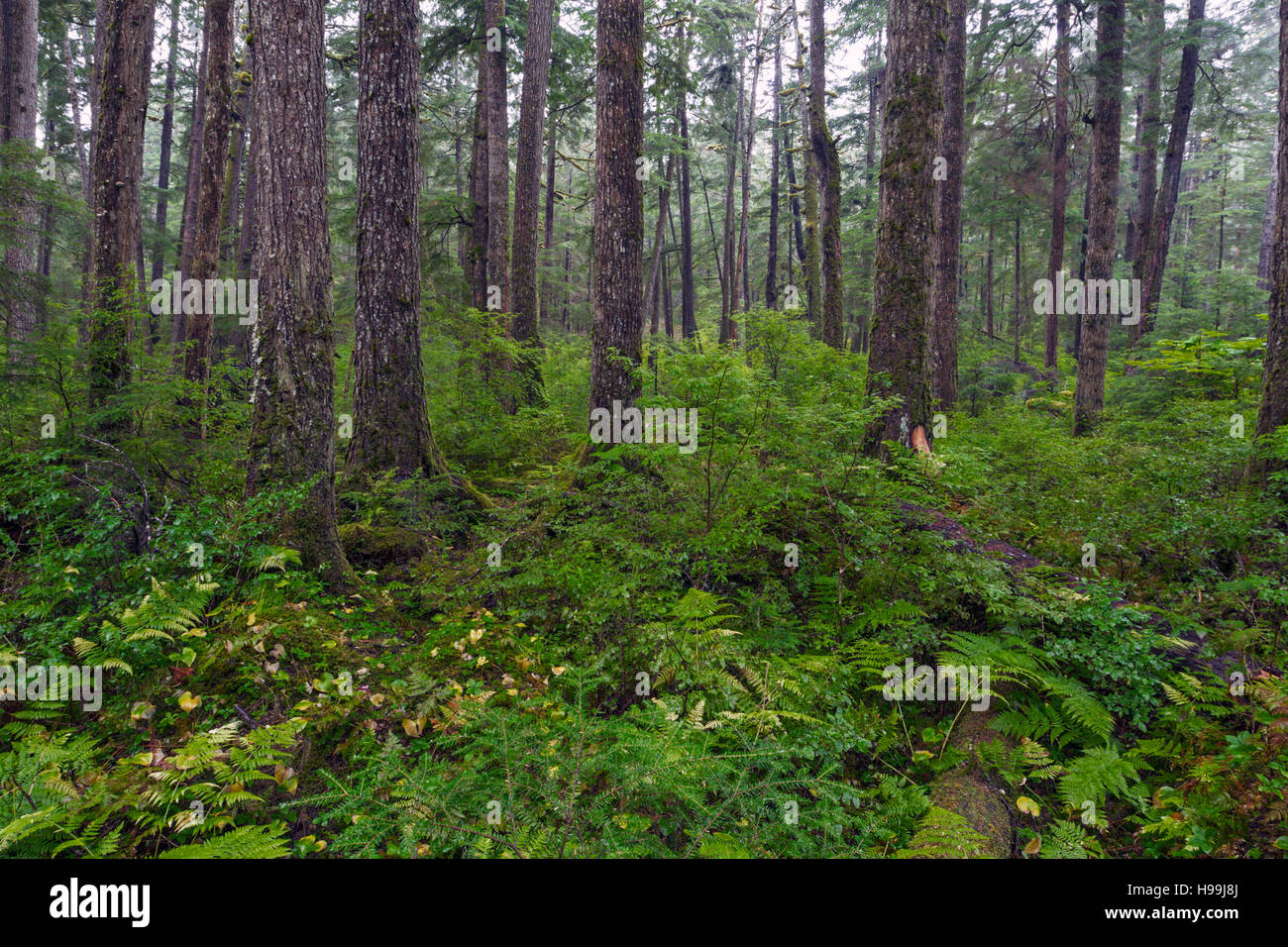 Interno della costiera temperata foresta pluviale, Tongass National Forest, Alaska, STATI UNITI D'AMERICA Foto Stock