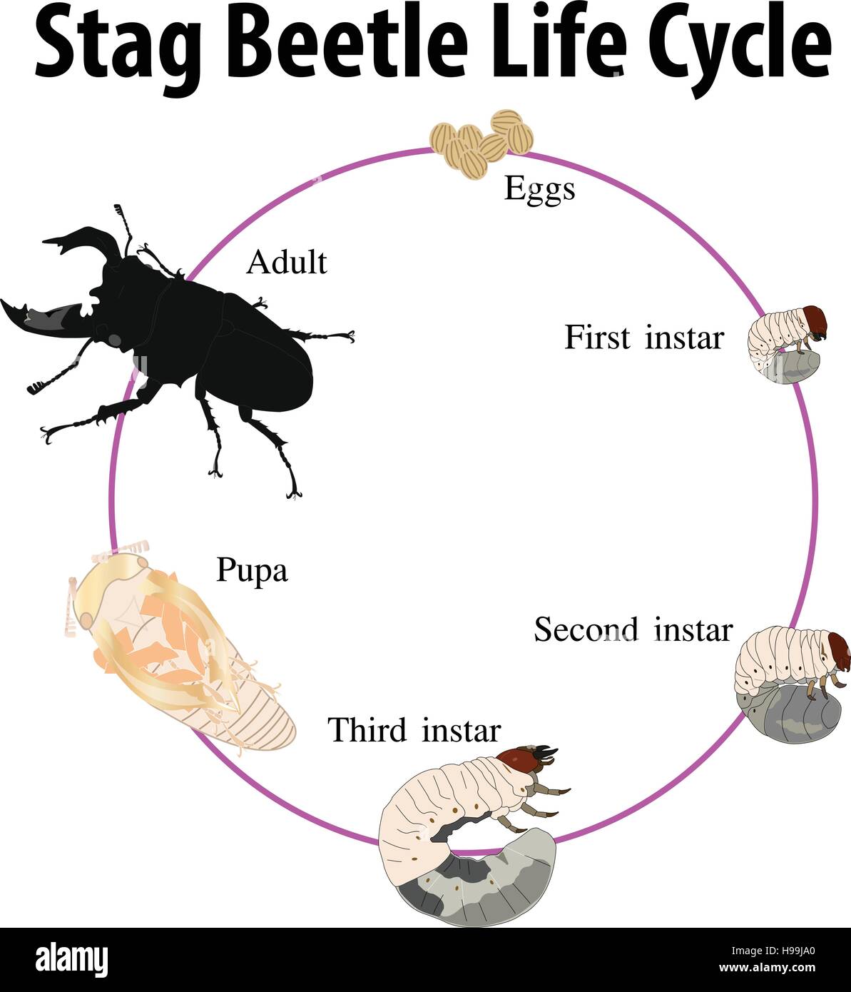 Illustrazione Vettoriale di Stag beetle del ciclo di vita Illustrazione Vettoriale