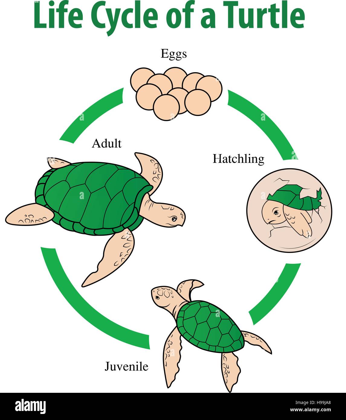 Illustrazione Vettoriale di tartaruga del ciclo di vita Illustrazione Vettoriale