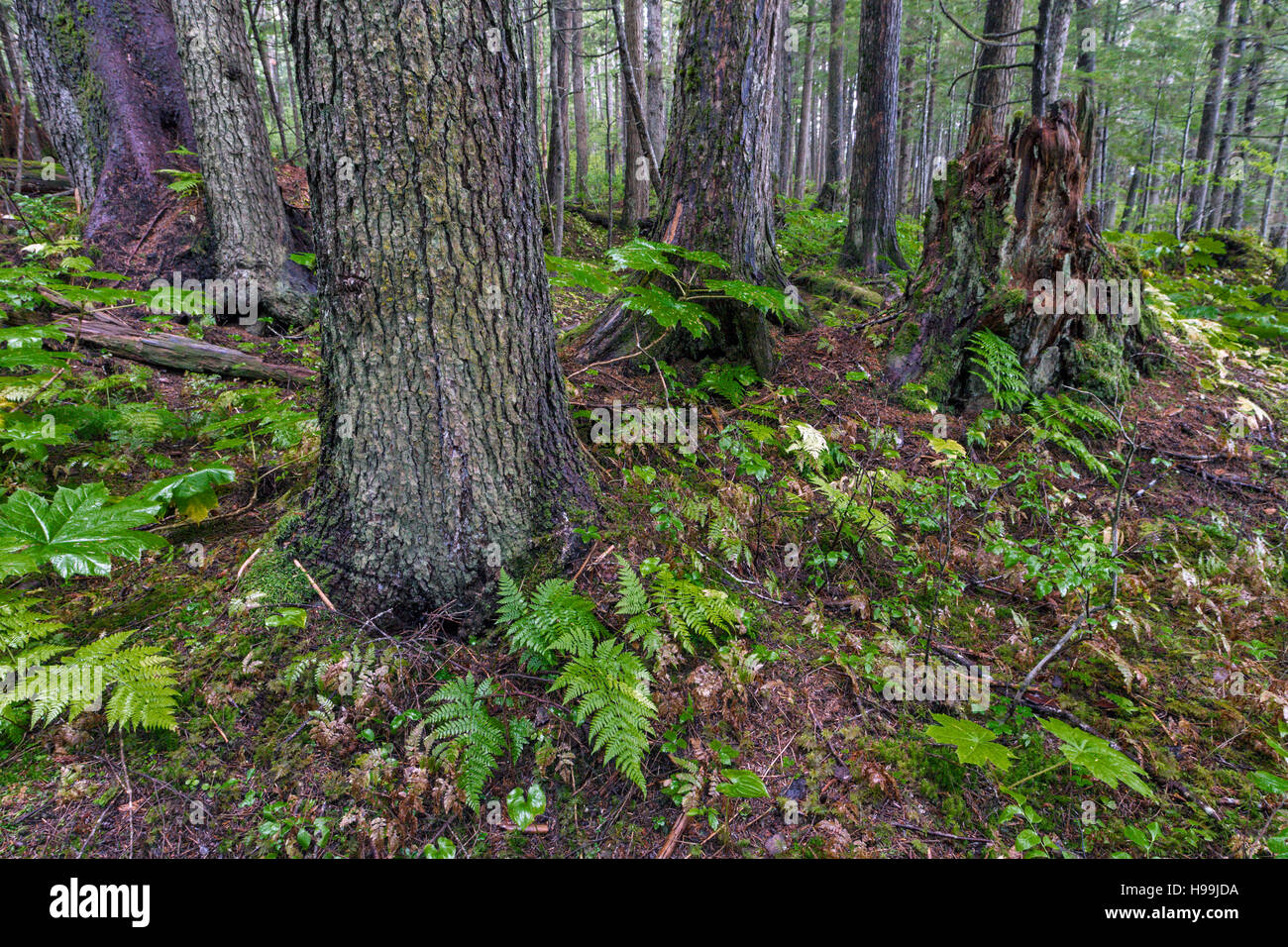 Interno della costiera temperata foresta pluviale, Tongass National Forest, Alaska, STATI UNITI D'AMERICA Foto Stock