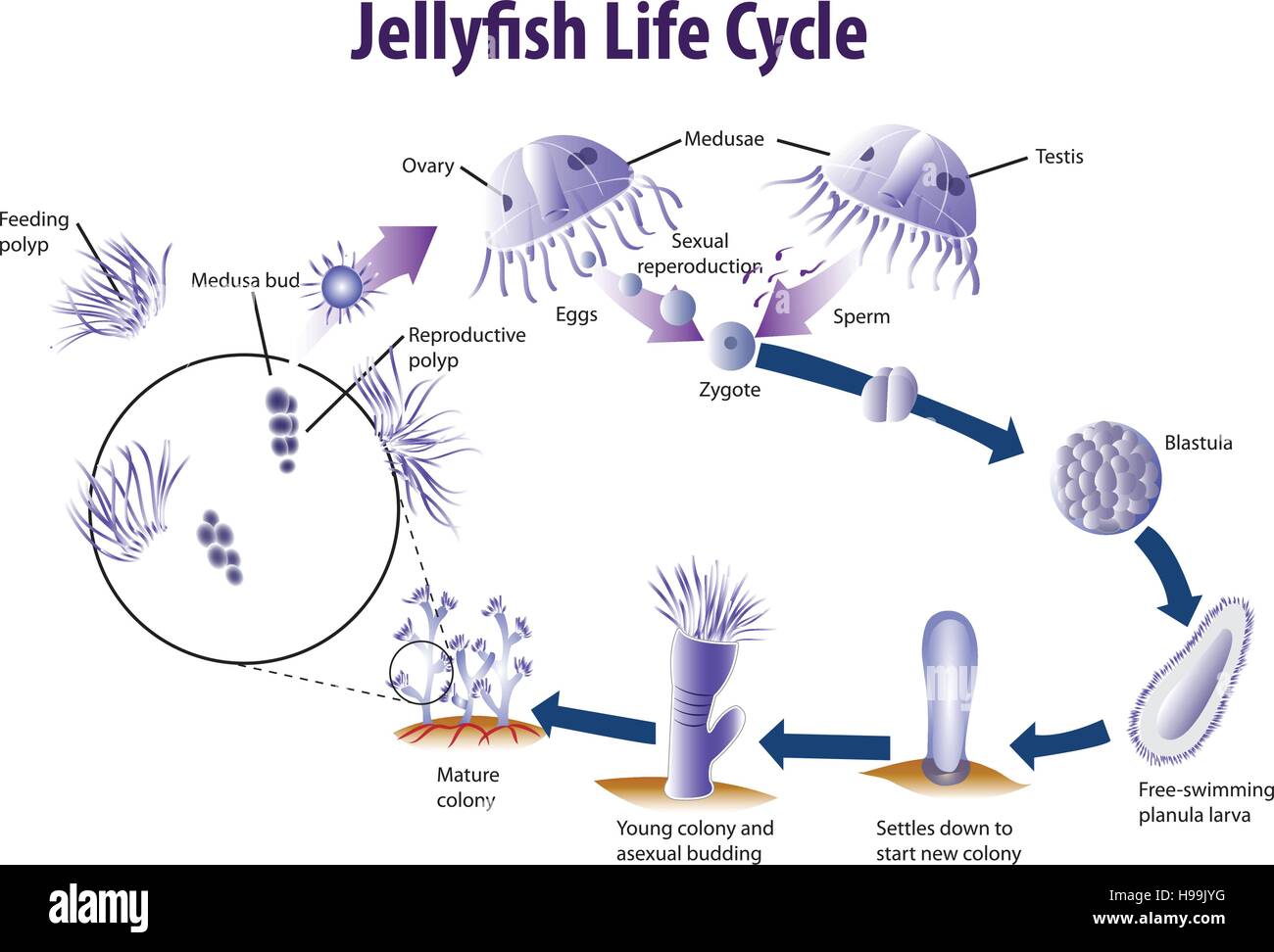 Illustrazione Vettoriale di gelatina di pesce del ciclo di vita Illustrazione Vettoriale