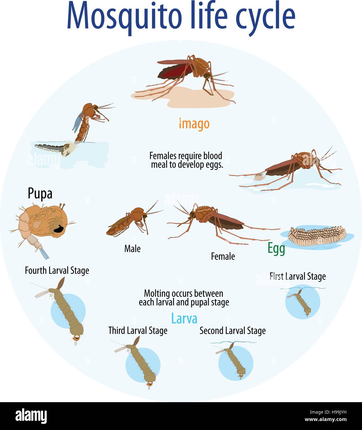 Illustrazione Vettoriale di zanzara del ciclo di vita Illustrazione Vettoriale