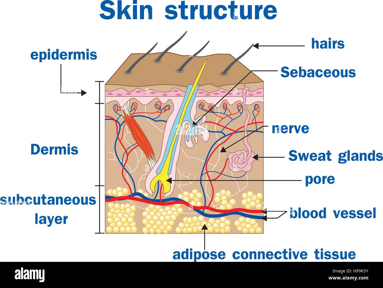 Illustrazione Vettoriale della struttura della pelle Illustrazione Vettoriale