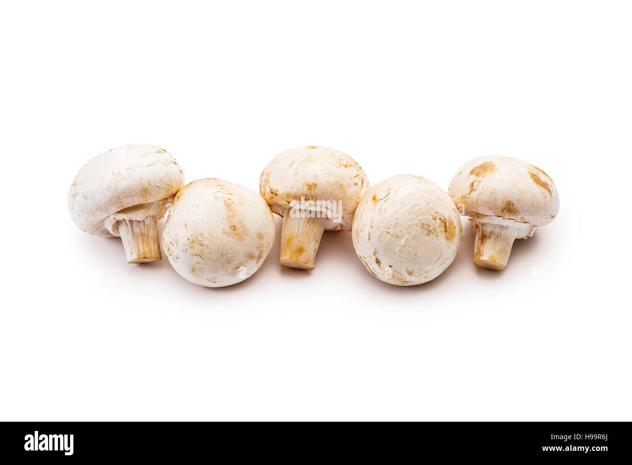 Cinque organico di funghi Champignon in una riga isolata su sfondo bianco Foto Stock