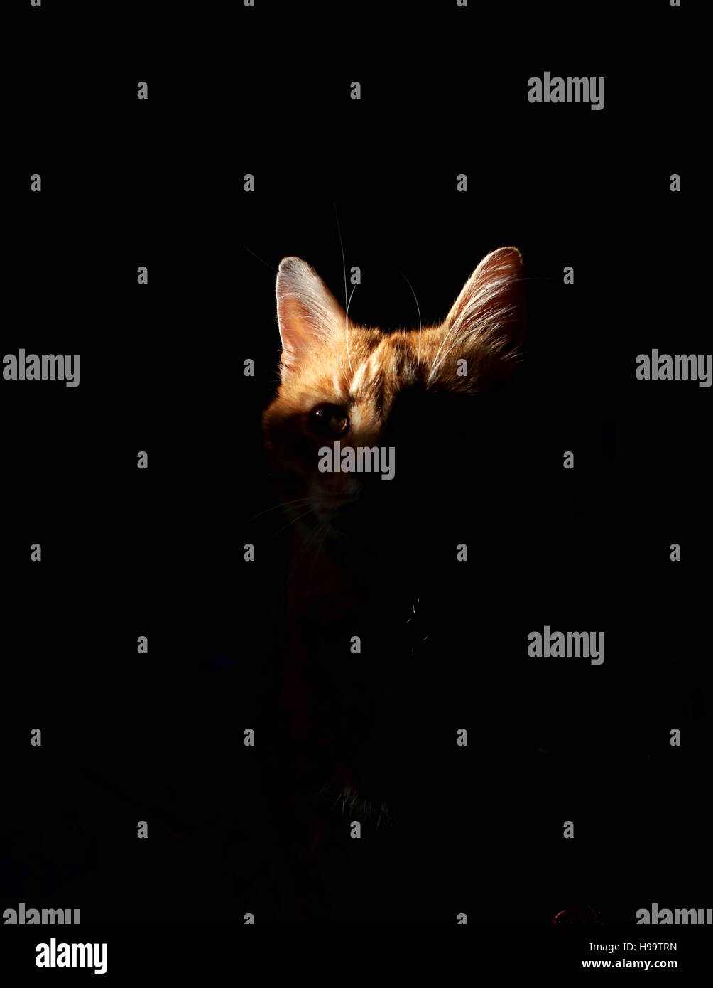 Lo zenzero cat con sfondo scuro Foto Stock