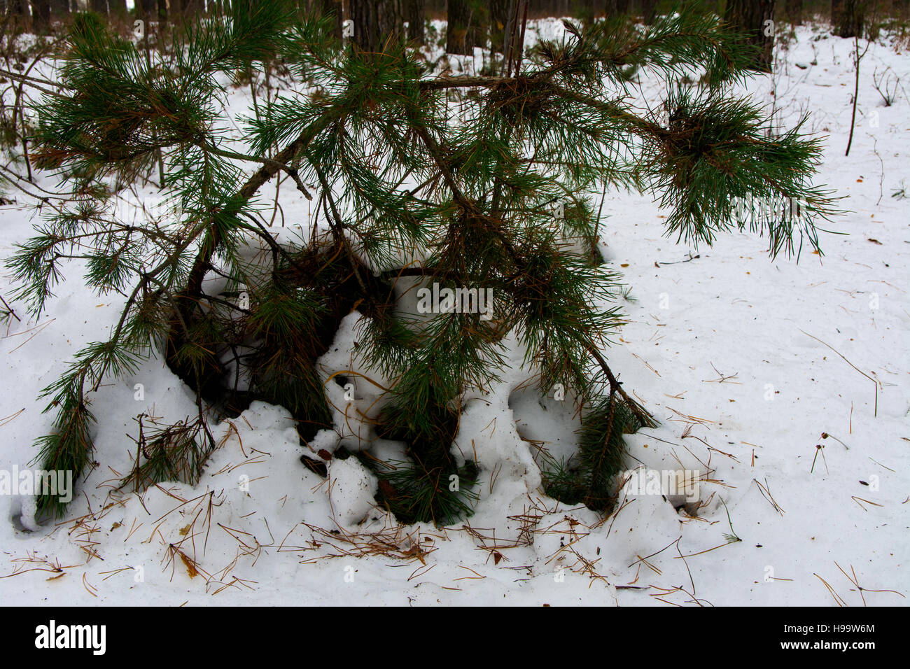 Le boccole e monconi coperte di neve in inverno forest Foto Stock