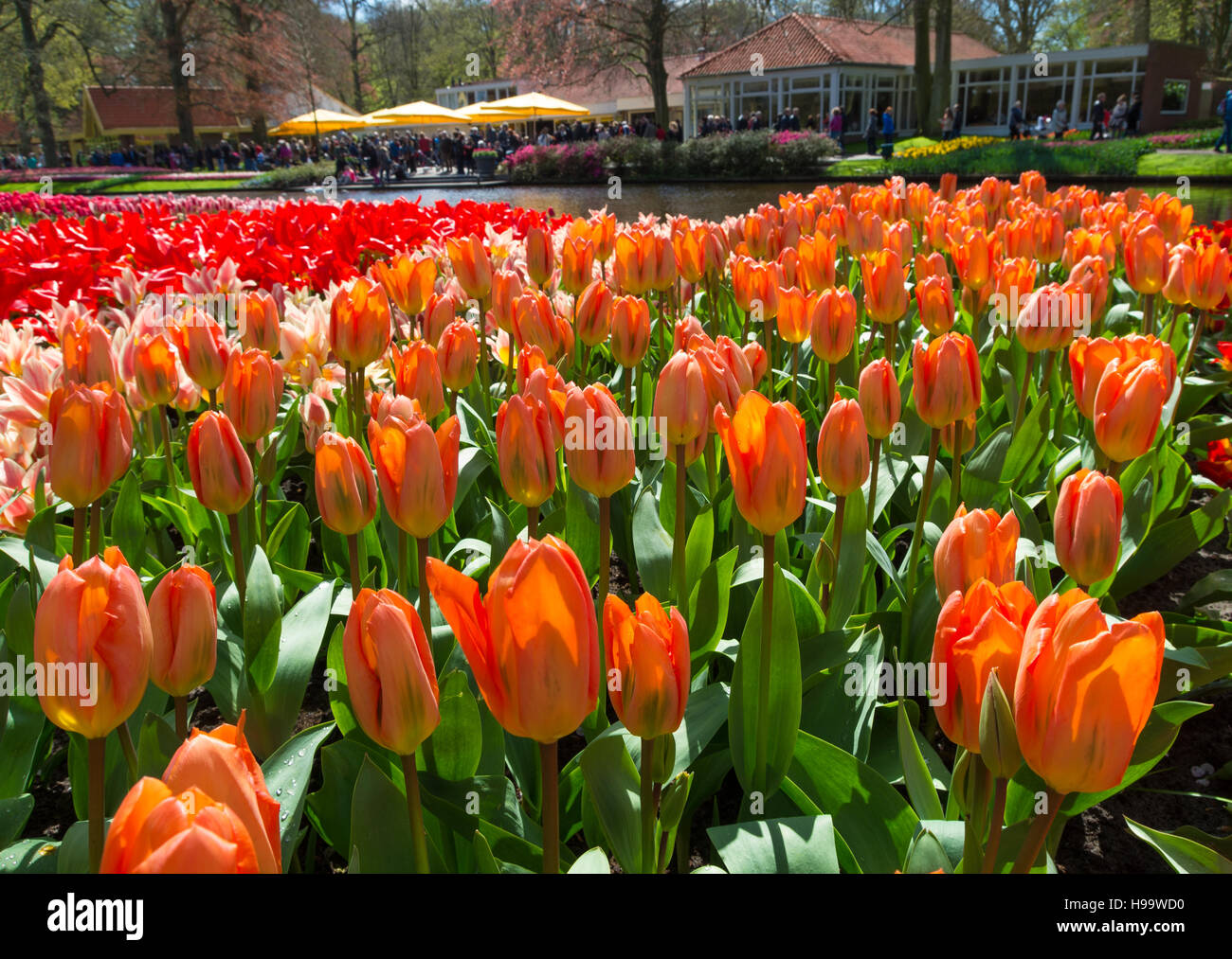 Bella tulipani arancione sotto un sole di primavera Foto Stock