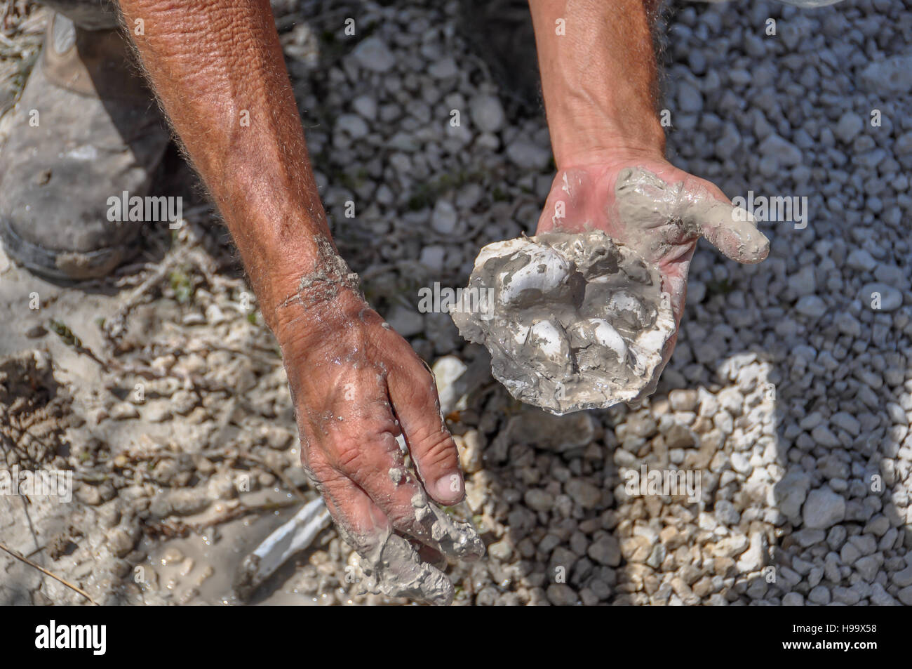 Uomo con le mani in mano in possesso di una florida panther calco in gesso via trovati in Big Cypress National Preserve, Florida, una zampa di stampa cougar Foto Stock