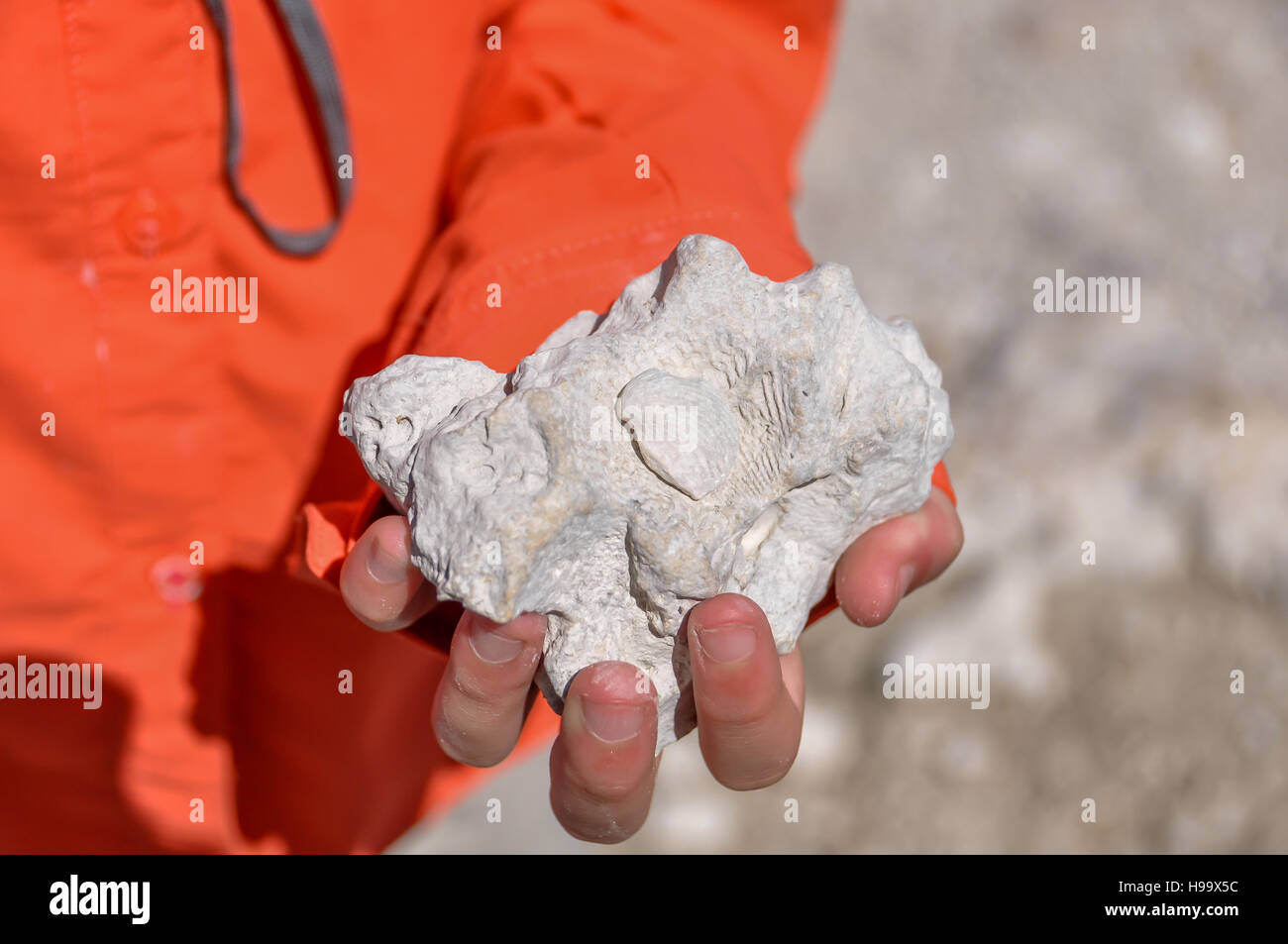 I fossili sono facilmente reperibili nelle parti di Big Cypress National Preserve, Florida. Una ragazza contiene calcare sabbioso cap rock con fossili. Foto Stock