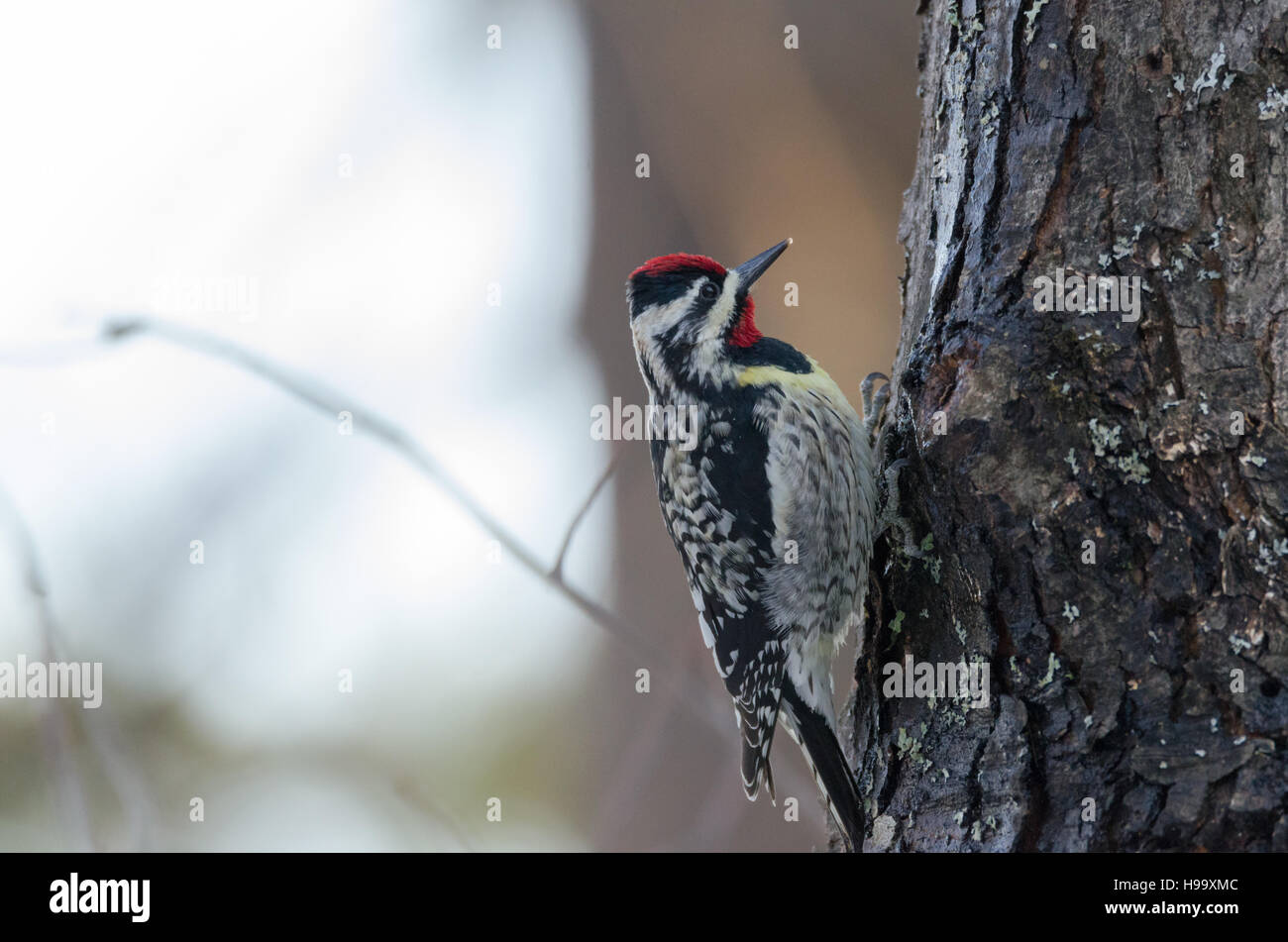 A becco giallo sapsucker: Sphyrapicus varius ordine: Piciformes famiglia: Picidae, su di un albero di acero cercando il fantomatico SAP. Foto Stock