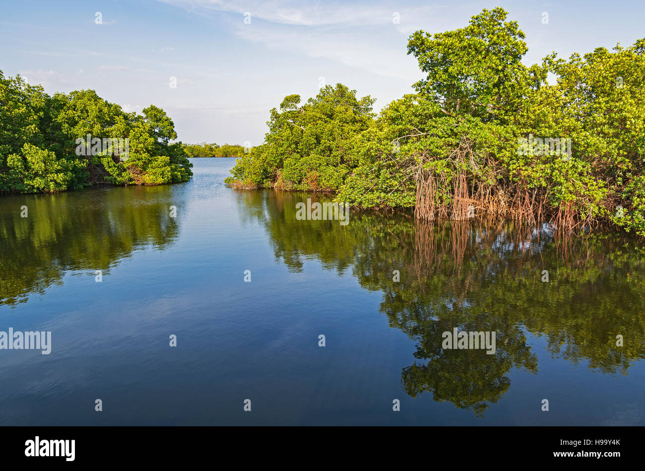 Florida, Sanibel Island, J.N. "Ing" Darling National Wildlife Refuge, Wildlife Drive, alberi di mangrovia Foto Stock