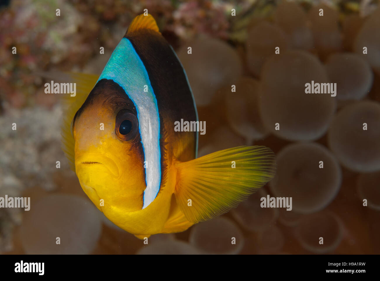 Mar Rosso o Twobanded Clownfish, Amphiprion bicinctus, con il suo esercito anemone, Amphiprionidae, Sharm el-Sheikh, Mar Rosso, Egitto Foto Stock