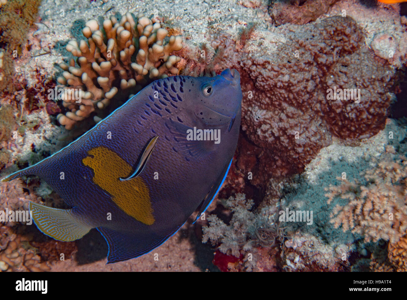 Yellowbar angelfish Pomacanthus maculosus, Pomacanthidae, Sharm el Sheikh, Mar Rosso, Egitto Foto Stock