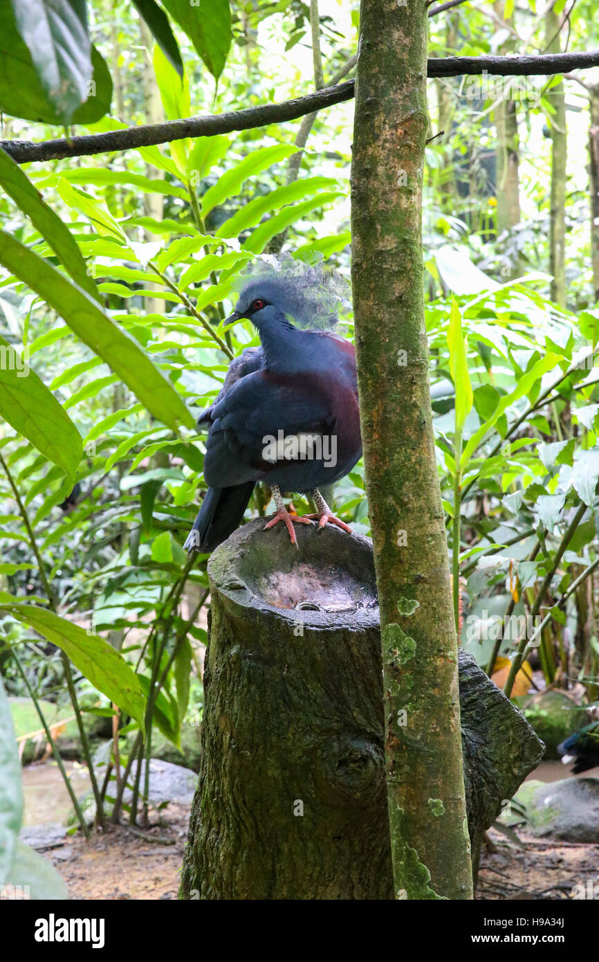 Piccione blu seduti su un ceppo di legno nella foresta Foto Stock