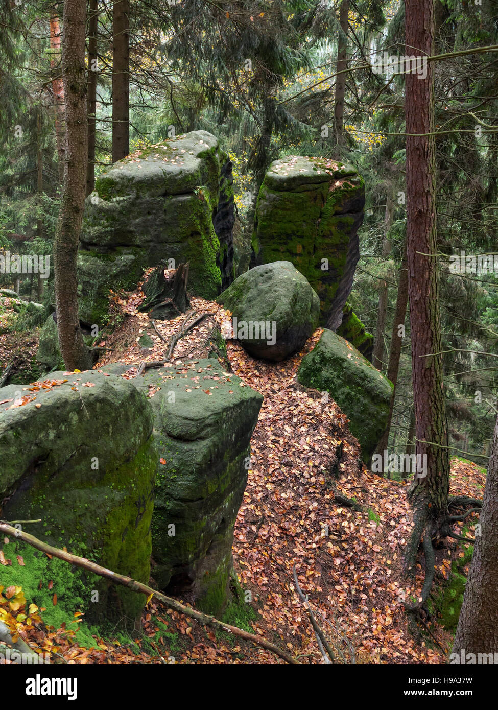 Rocce di muschio nella foresta nella riserva naturale della Svizzera boema Foto Stock