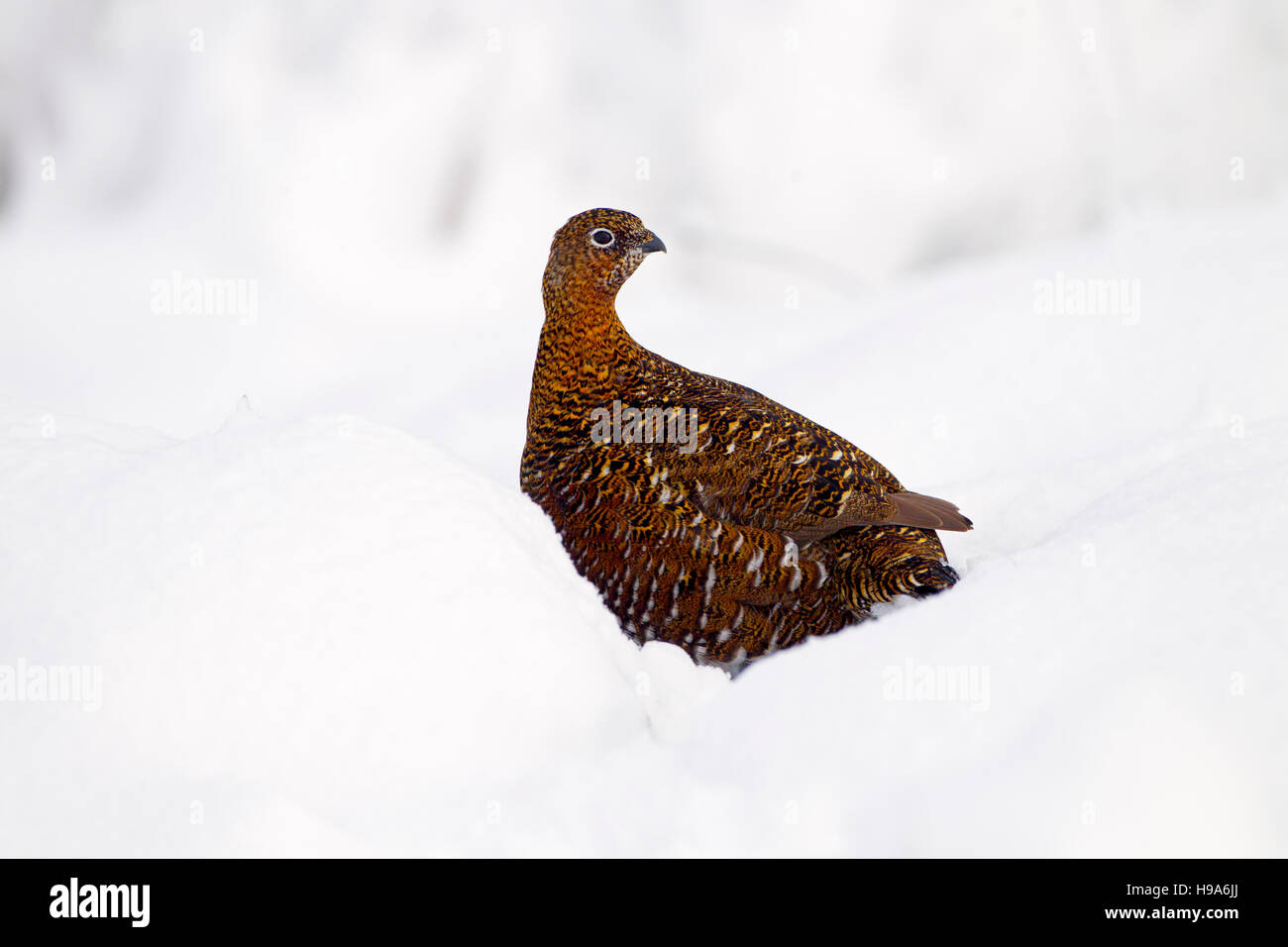 Red Grouse Lagopus scoticus nella neve sulle alte brughiere in Yorkshire Dales Foto Stock