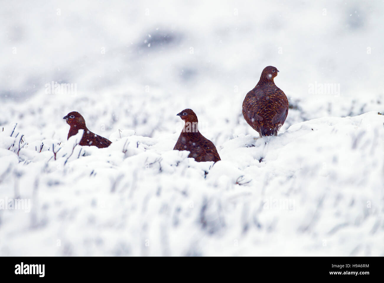 Red Grouse Lagopus scoticus nella neve sulla brughiera top in Yorkshire Dales Foto Stock