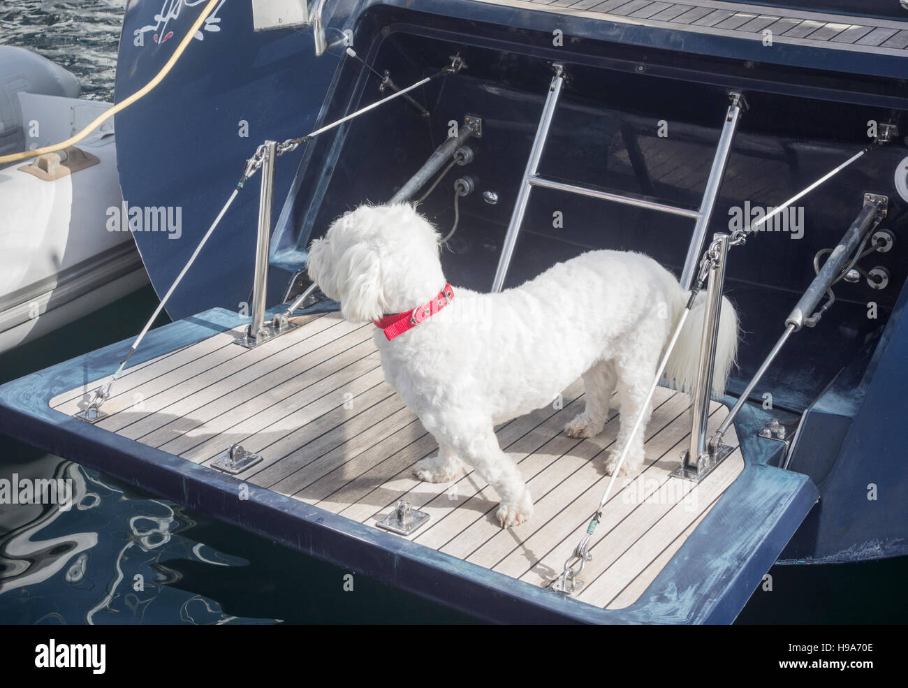 Cane sulla piattaforma di nuoto di yacht di grandi dimensioni. Foto Stock