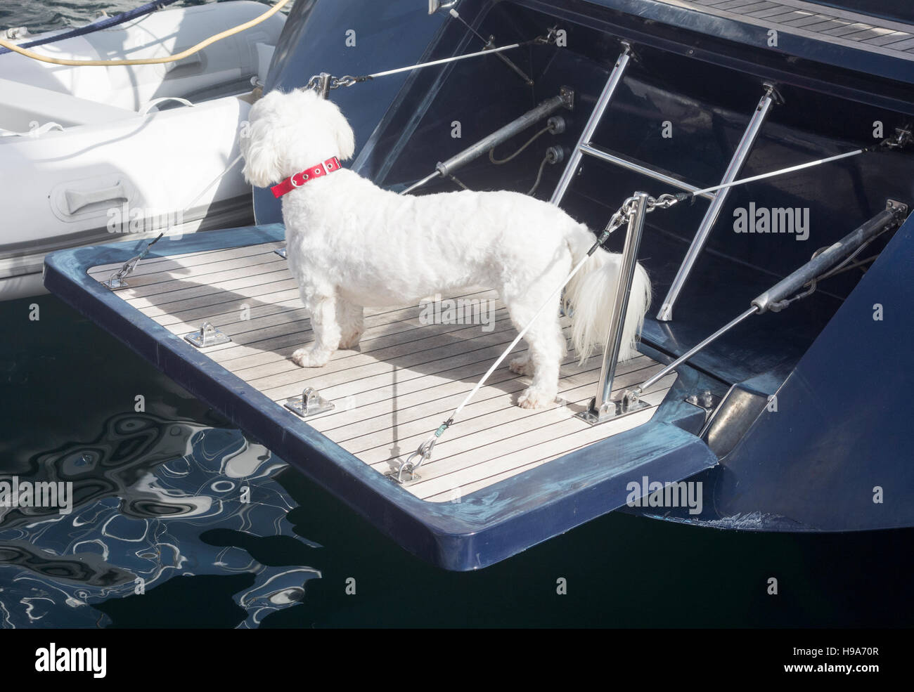 Cane sulla piattaforma di nuoto di yacht di grandi dimensioni. Foto Stock
