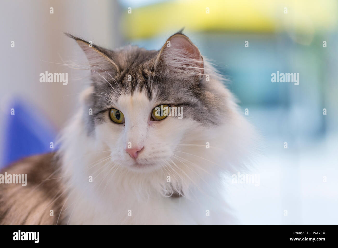 Gatto grigio con soffici petto guardando la scena, shot contro sfondo colorato Foto Stock