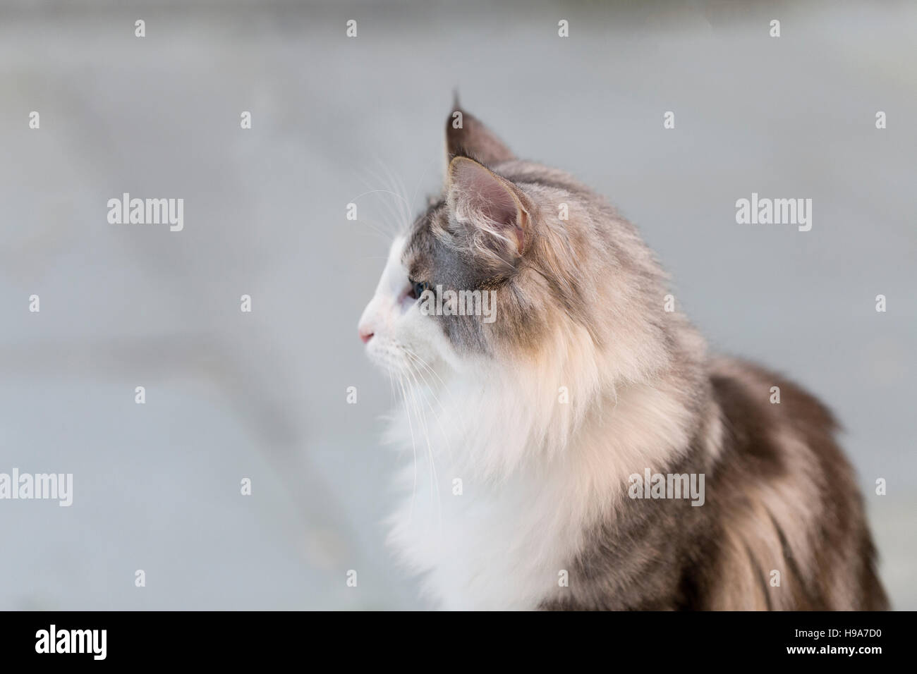 Bruno gatto con soffici petto guardando la scena, shot contro uno sfondo grigio Foto Stock