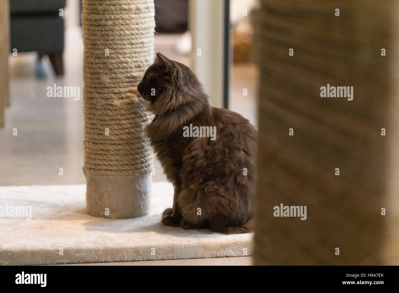 Bruno gatto Fluffy si siede da zero post, guardando Foto Stock