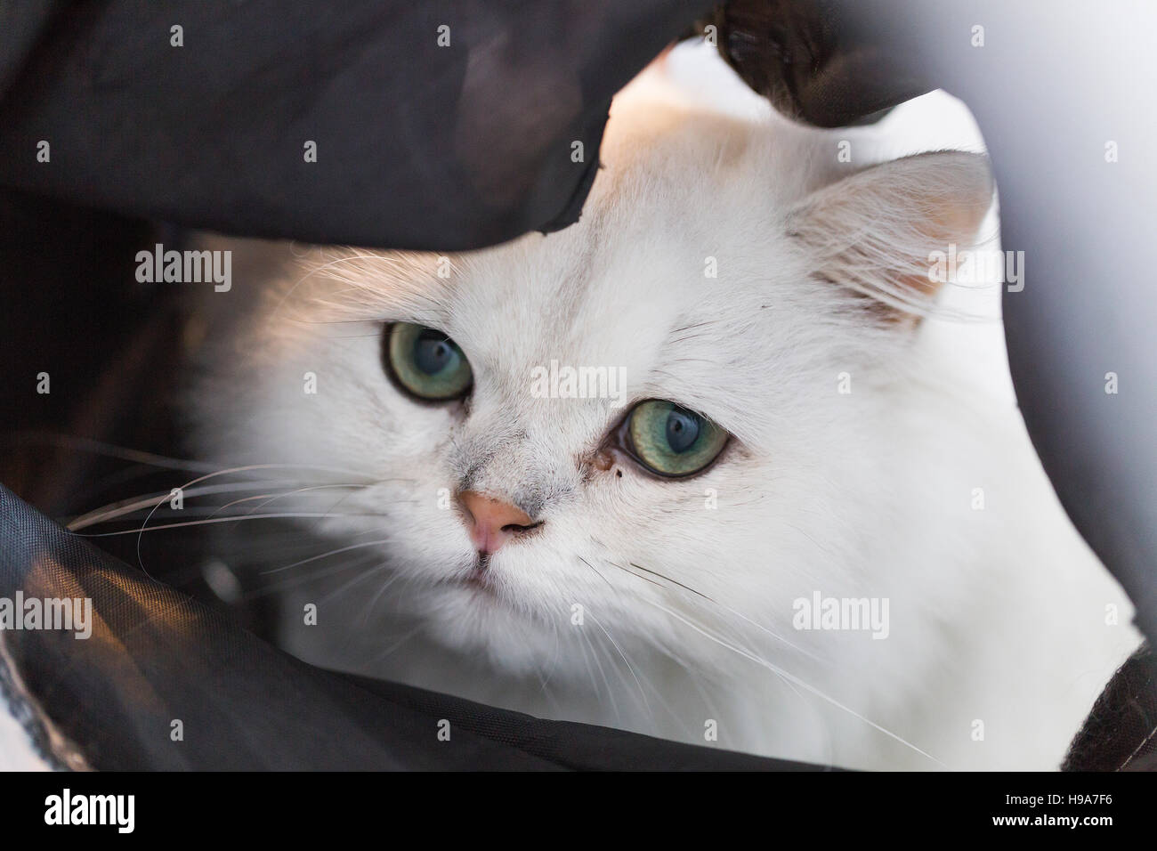 Soffice gatto bianco con lunghi baffi e gli occhi verdi di nascondersi dietro il tessuto Foto Stock