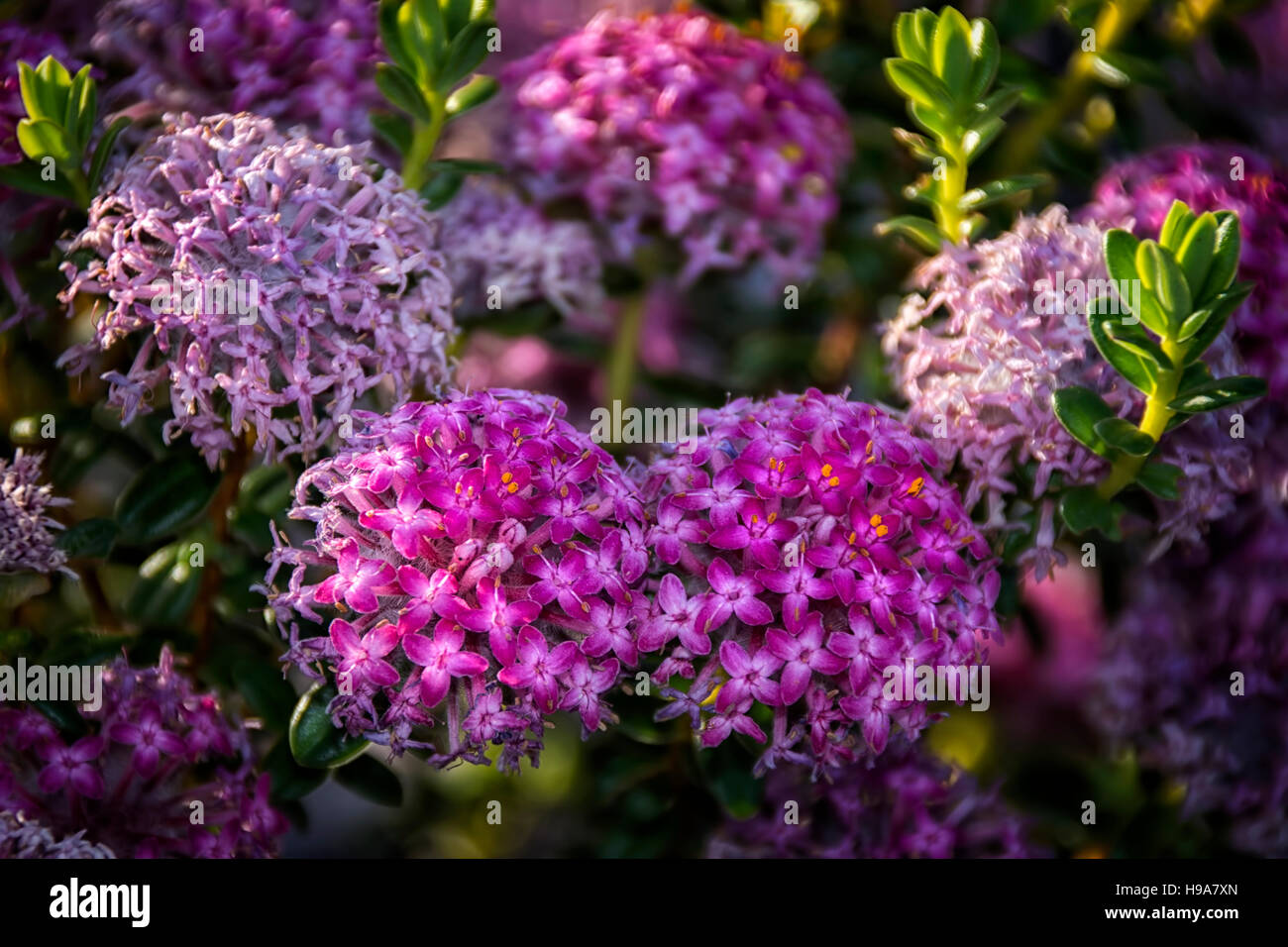 Pimelea ferruginea WA fiori selvatici Foto Stock