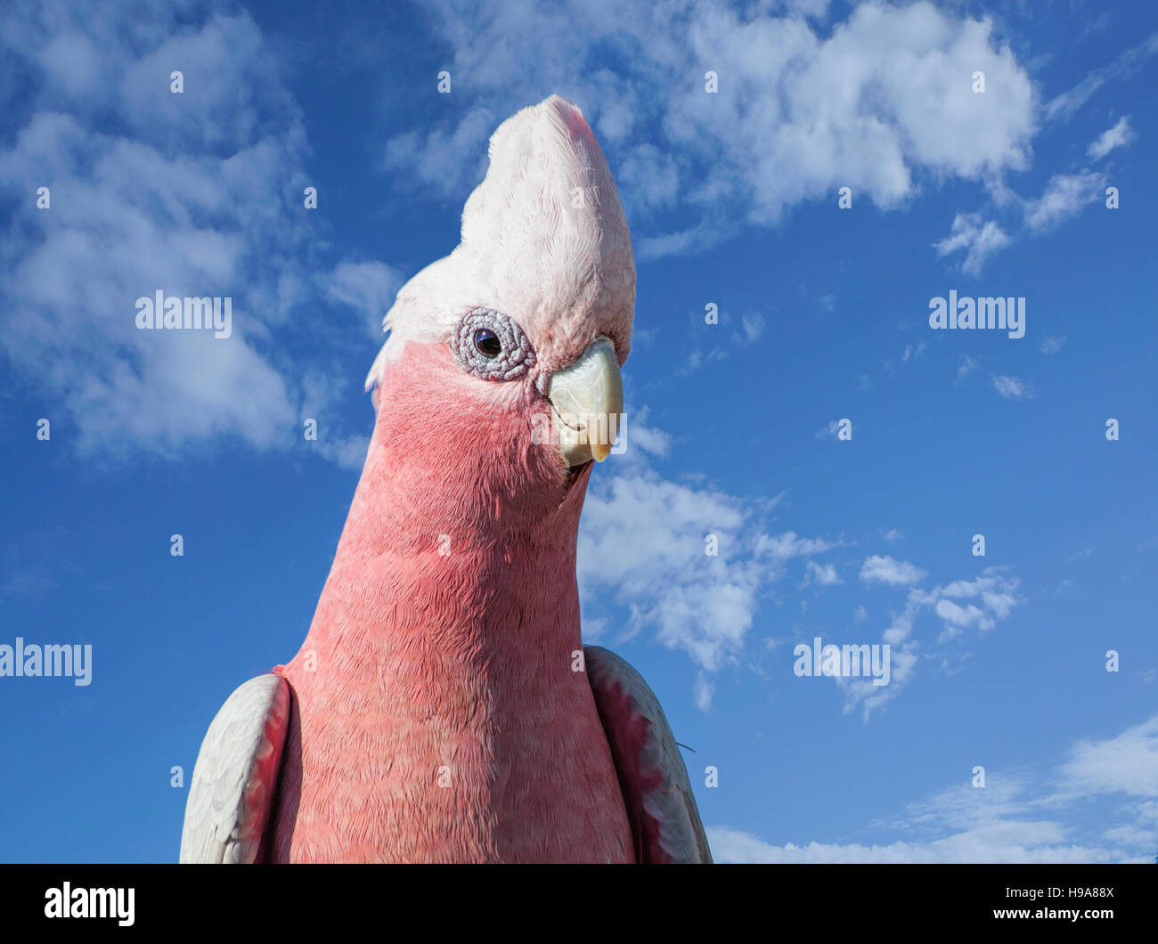 Galah nativi Australiani pappagallo Foto Stock