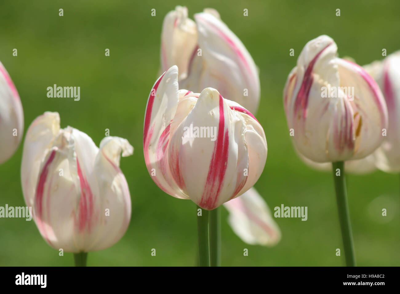Primavera tulipani germogliando Foto Stock