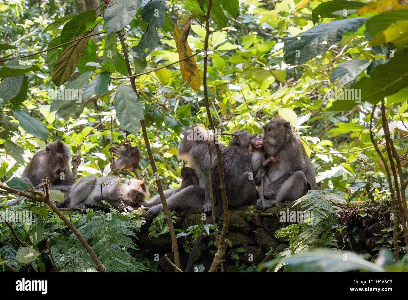 Famiglia di scimmie, sacro Santuario della Foresta delle Scimmie, Ubud Foto Stock