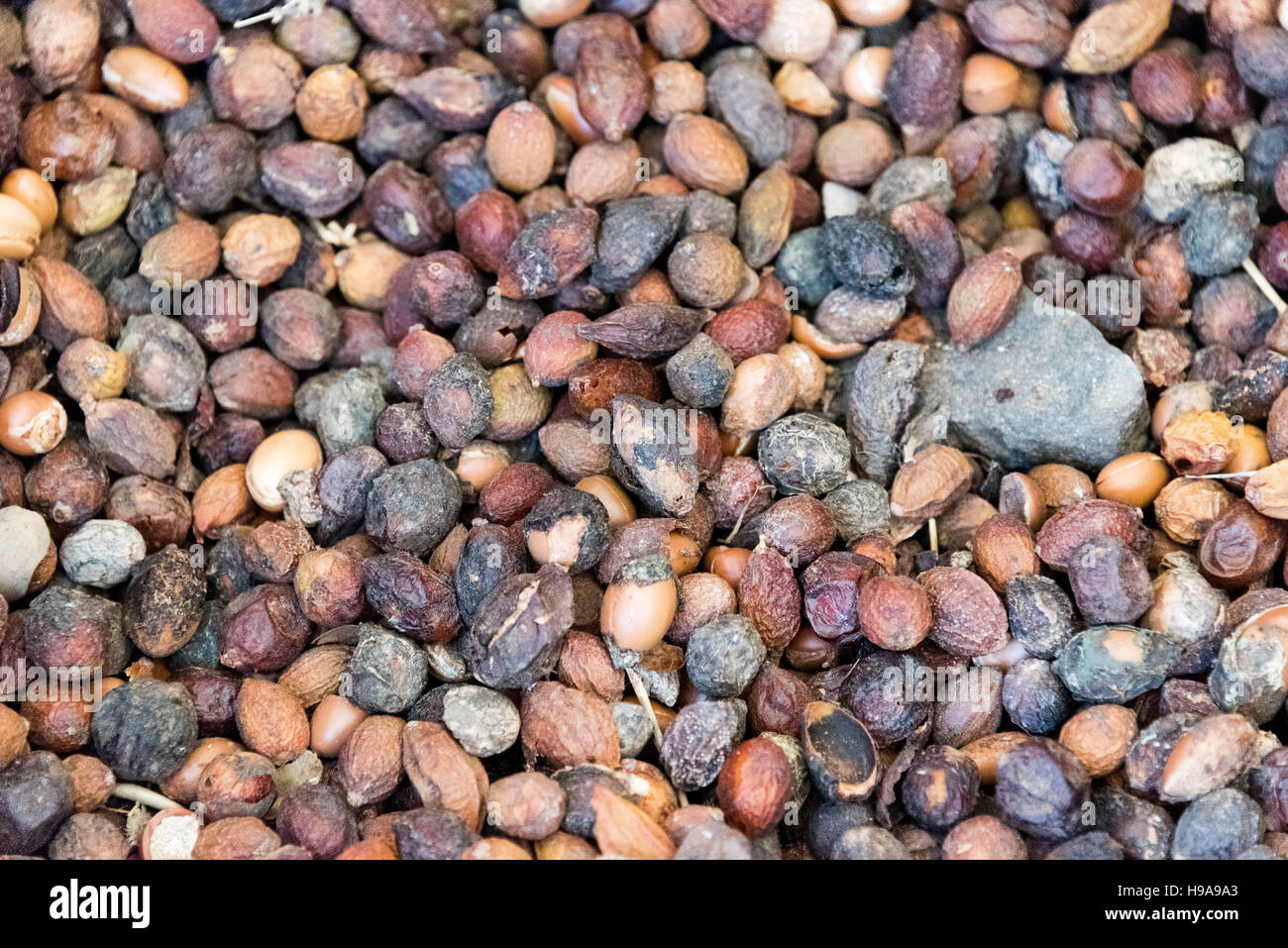 Argan gusci di noce Foto Stock