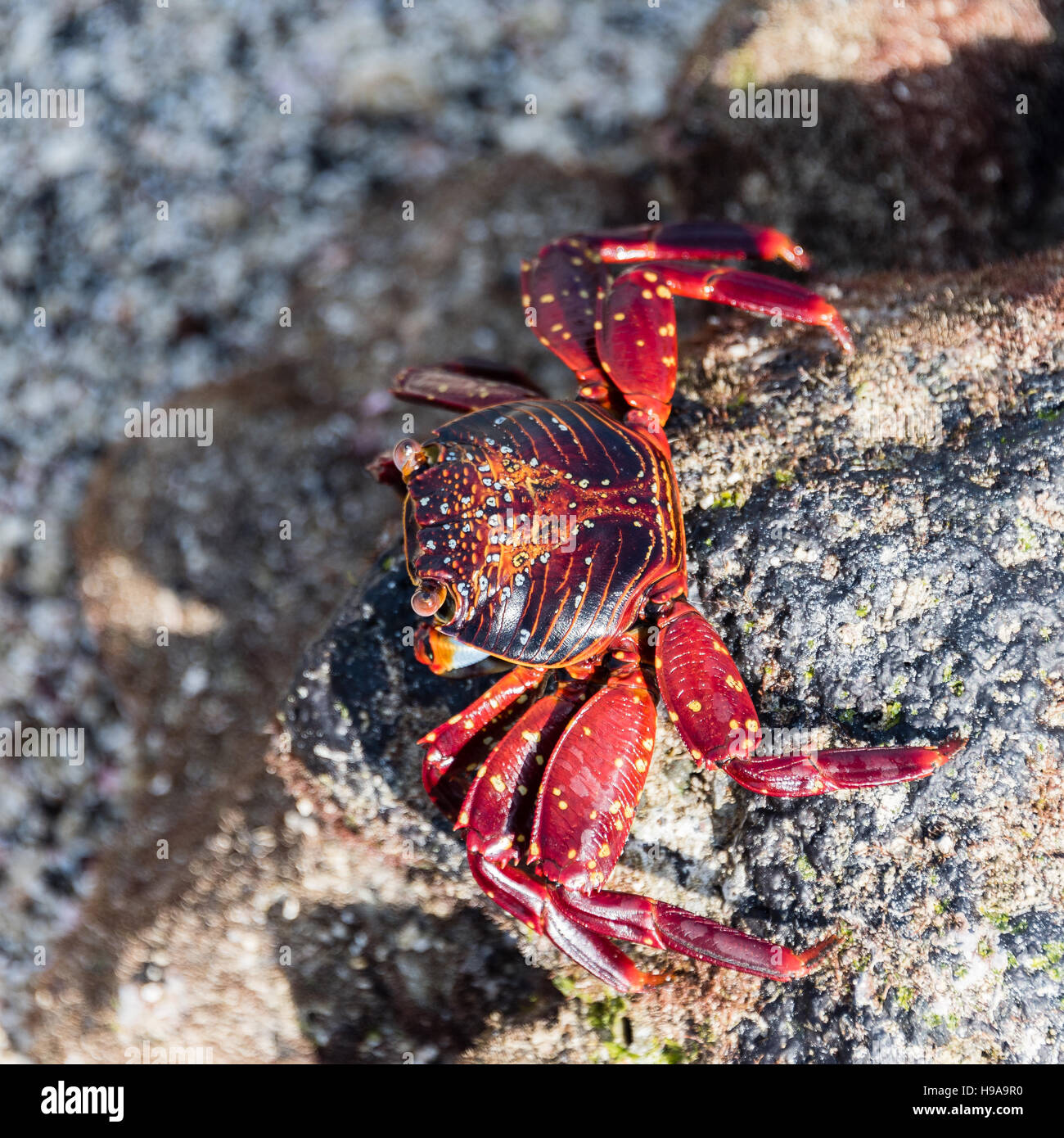 Il Red Rock Crab close up Foto Stock