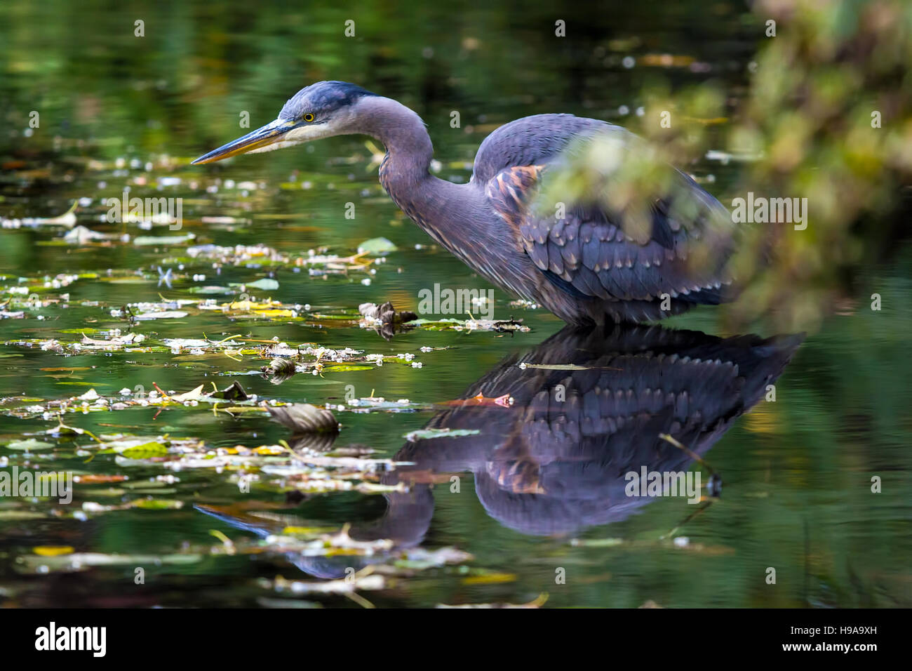 Il grande Heronhunting blu per il cibo nel lago a Crystal Springs Rhododendron Garden in Portland Oregon Foto Stock