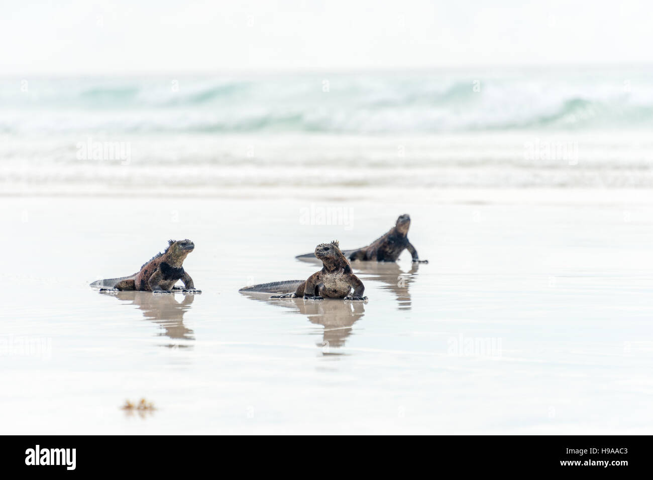 Mare iguane delle isole Galapagos Foto Stock