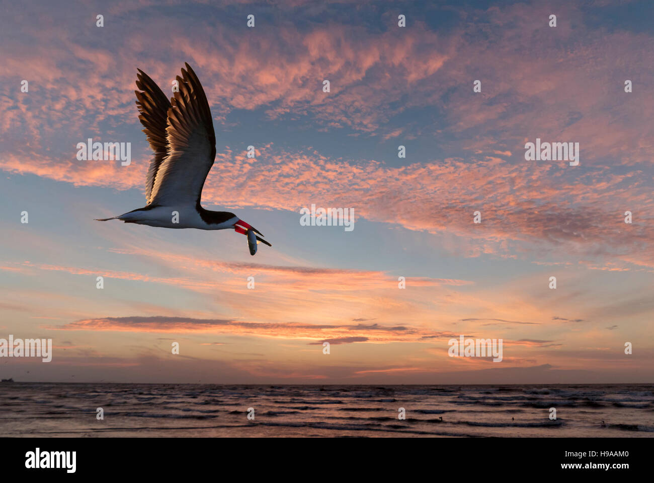 Nero (skimmer Rynchops niger) battenti con una preda pesce oltre oceano sunrise (immagine composita), Galveston, Texas, Stati Uniti d'America. Foto Stock Nero (skimmer Rynchops niger) battenti con una preda pesce oltre oceano sunrise (immagine composita), Galveston, Texas, Stati Uniti d'America. Foto Stock