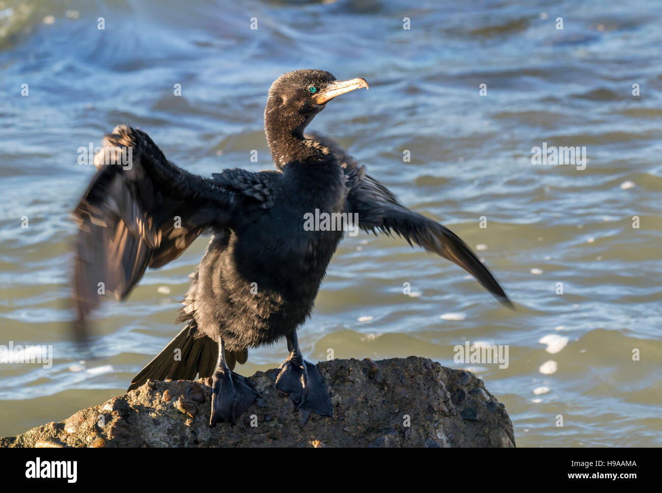 Cormorano neotropico o olivaceo (Nannopterum brasilianum) che asciuga piume e spruzzi di ali dopo il nuoto, Galveston, Texas, USA. Foto Stock