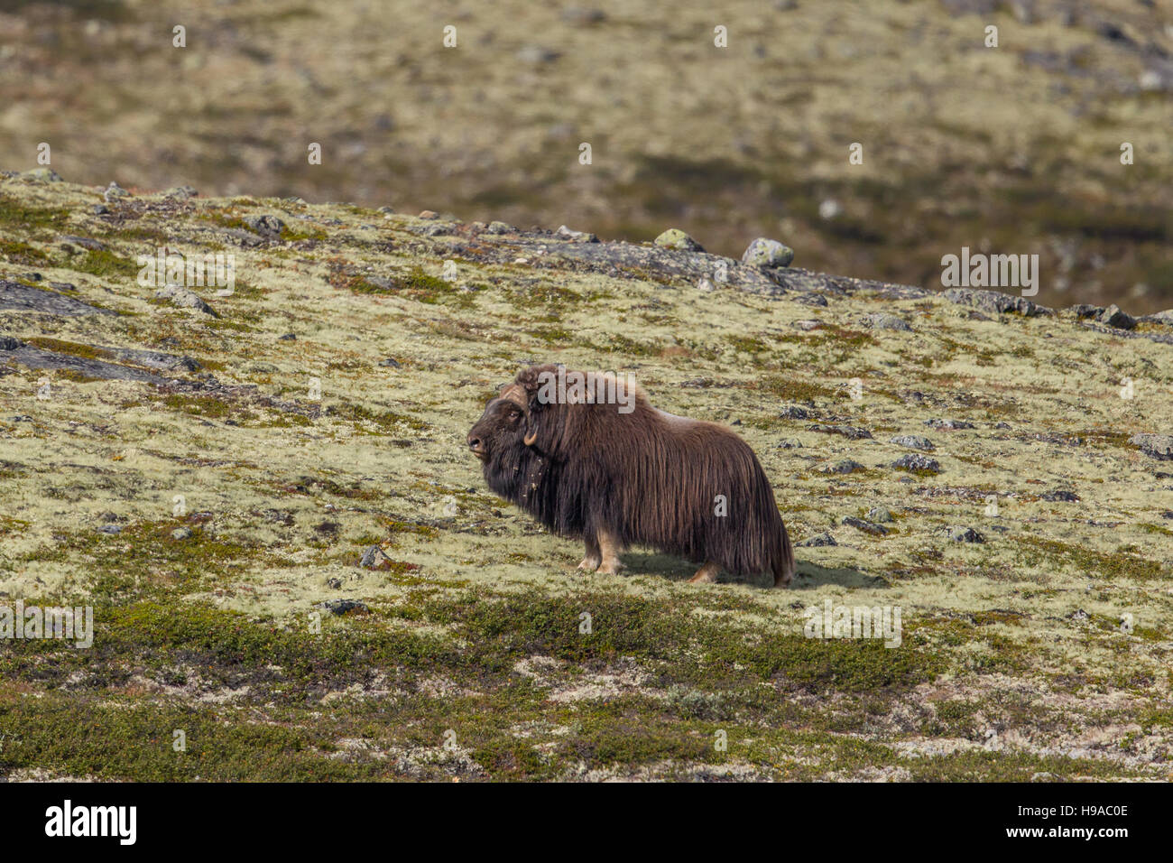 Muschio maschio ox (Ovibos moschatus) Foto Stock