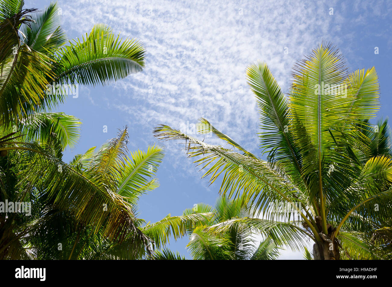 Albero di cocco di foglie e di cielo blu, Anaiki, Niue, South Pacific Oceania Foto Stock