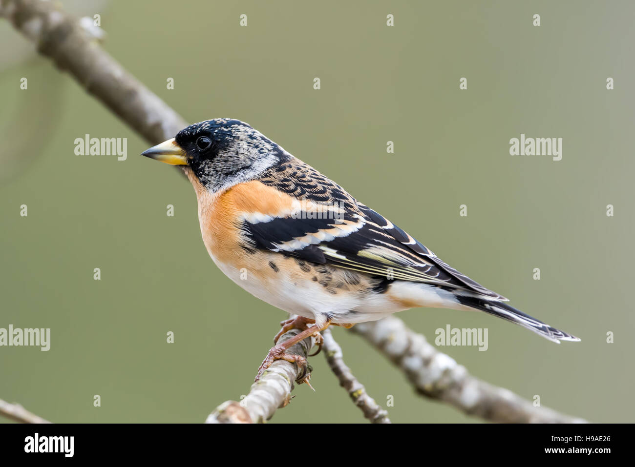 Un bel maschio (brambling fringilla montifringilla) con la sua cappa nera si appollaia su un ramoscello in rovere, sfondo sfocato Foto Stock