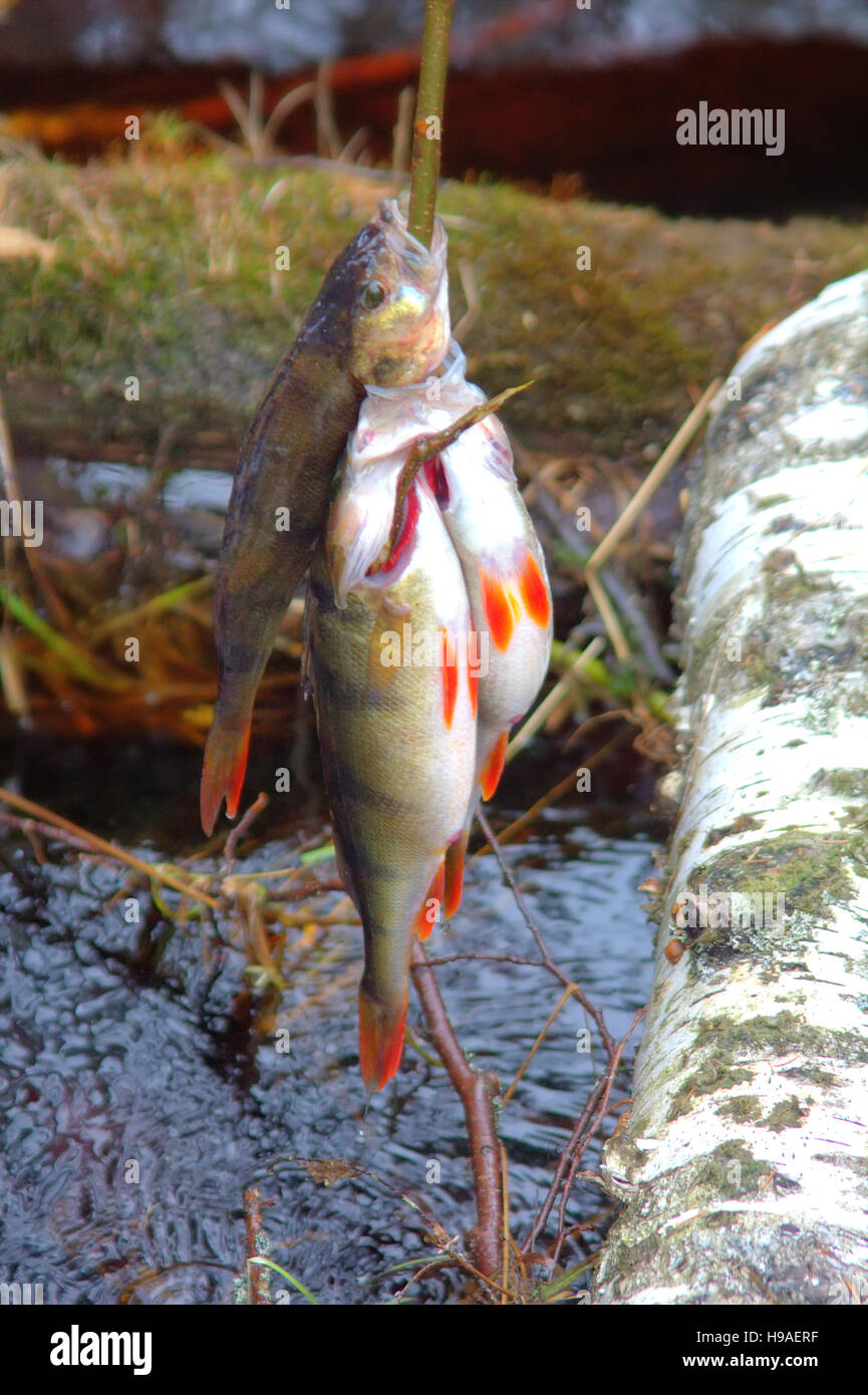 Pesce fresco e vecchi modi di sua conservazione 8. Fiume pesce persico (Perca fluviatilis). Pesce pescato messo su pesci di legno stringa e poste in acqua corrente, w Foto Stock