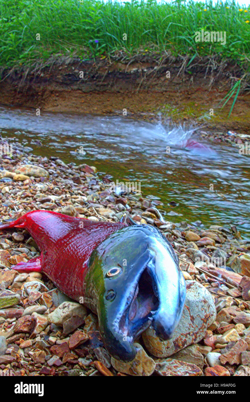 Il salmone che ha riunito per la deposizione delle uova in un riverhead. allevamento bin. Il comandante delle isole. Foto Stock