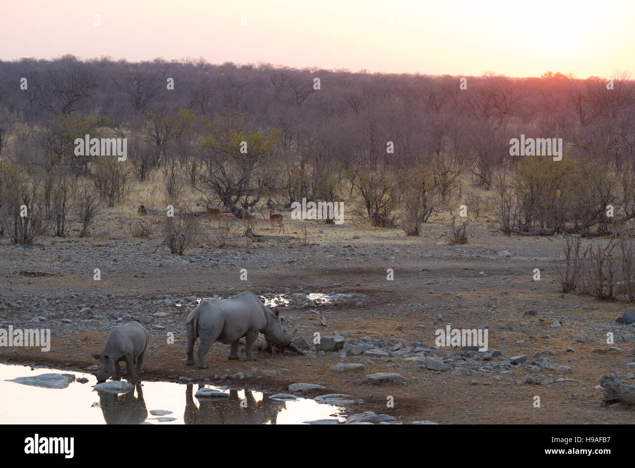 Rari i rinoceronti neri di bere da waterhole al tramonto. La fauna selvatica Safari in Etosha National Park, la principale destinazione di viaggio in Namibia, Africa. Foto Stock